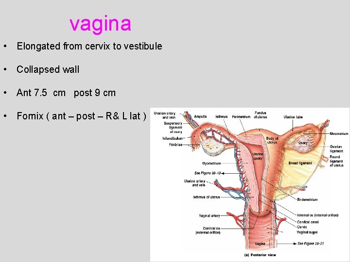 vagina • Elongated from cervix to vestibule • Collapsed wall • Ant 7. 5