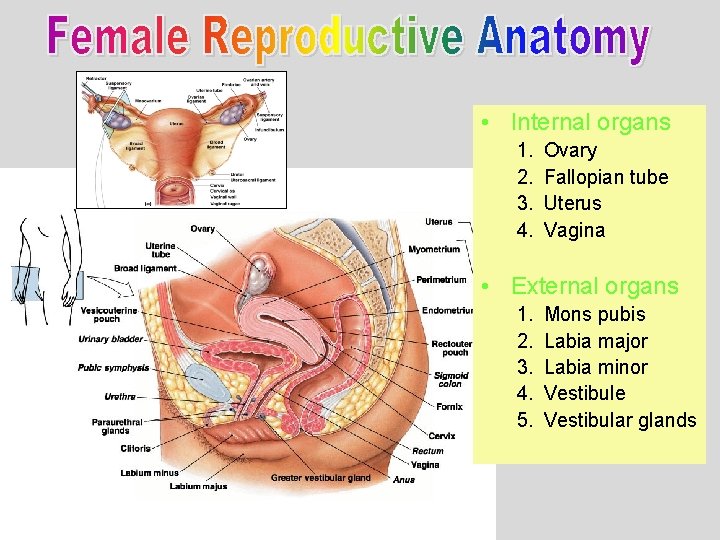  • Internal organs 1. 2. 3. 4. Ovary Fallopian tube Uterus Vagina •