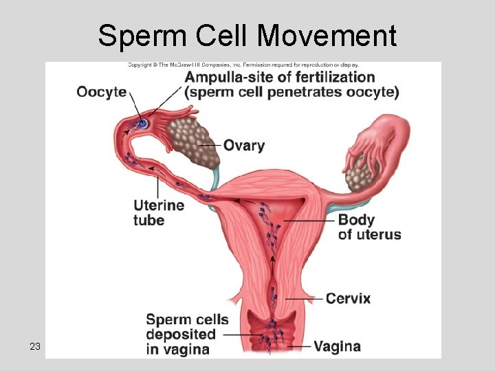 Sperm Cell Movement 23 