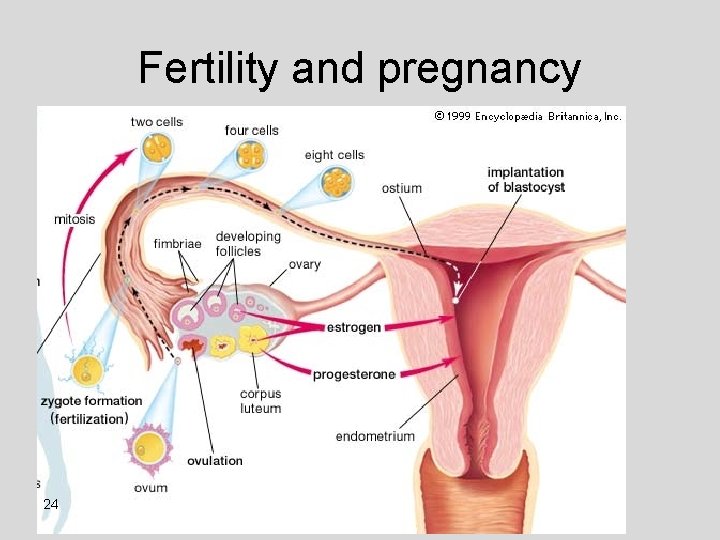 Fertility and pregnancy 24 