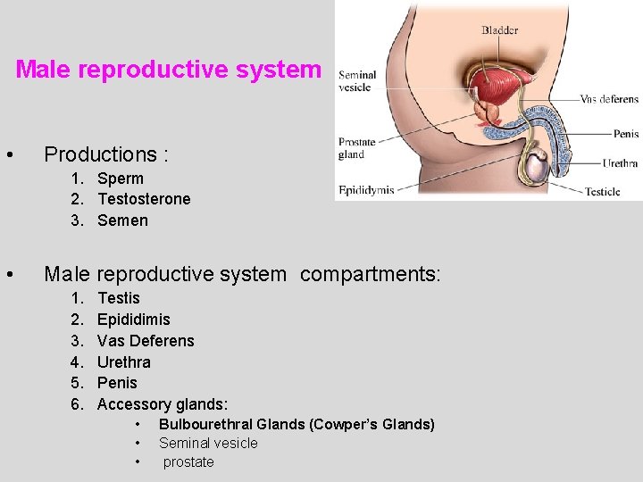 Male reproductive system • Productions : 1. Sperm 2. Testosterone 3. Semen • Male