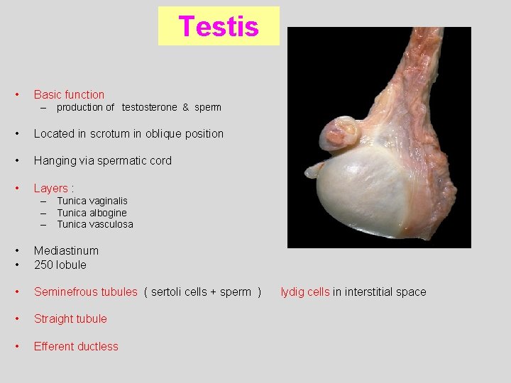 Testis • Basic function – production of testosterone & sperm • Located in scrotum