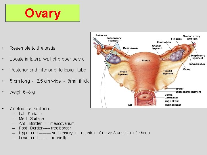 Ovary • Resemble to the testis • Locate in lateral wall of proper pelvic