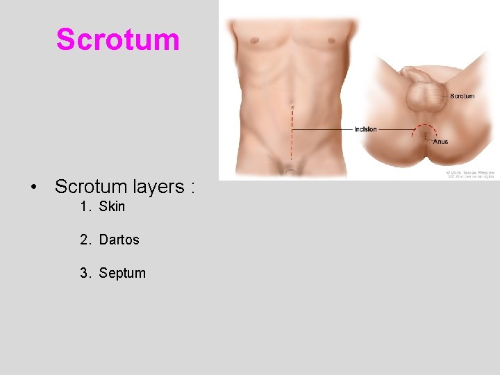 Scrotum • Scrotum layers : 1. Skin 2. Dartos 3. Septum 