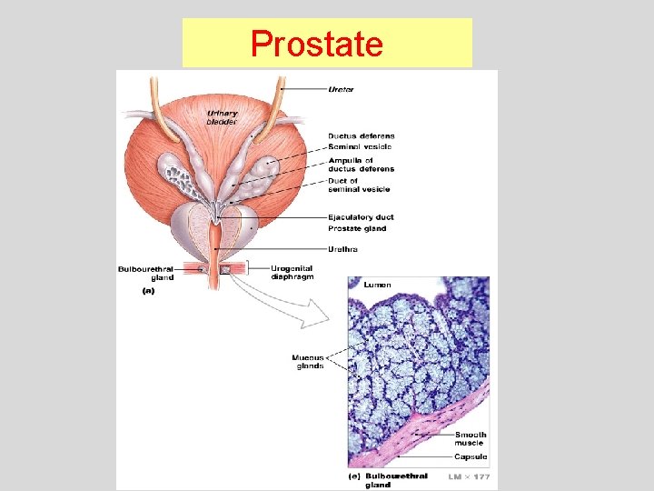 Prostate 