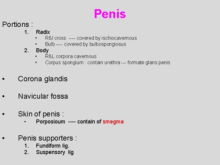 Penis Portions : 1. Radix • • 2. R&l cross ---- covered by ischiocavernous