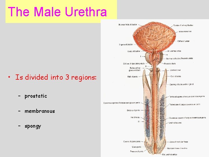 The Male Urethra • Is divided into 3 regions: – prostatic – membranous –