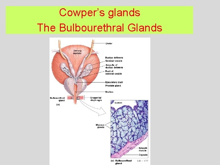 Cowper’s glands The Bulbourethral Glands 