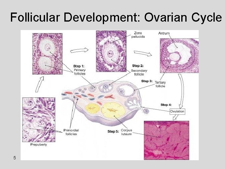 Follicular Development: Ovarian Cycle 5 