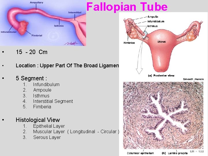 Fallopian Tube • 15 - 20 Cm • Location : Upper Part Of The