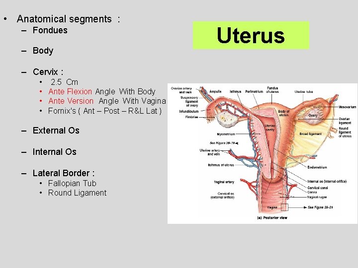  • Anatomical segments : – Fondues – Body – Cervix : • 2.