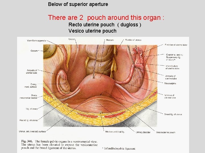 Below of superior aperture There are 2 pouch around this organ : Recto uterine