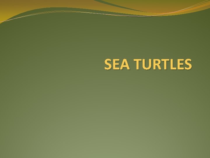 SEA TURTLES 