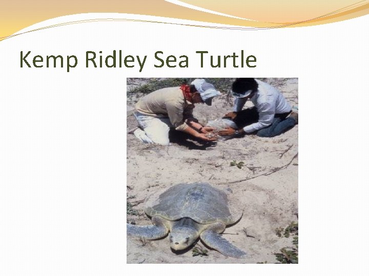 Kemp Ridley Sea Turtle 