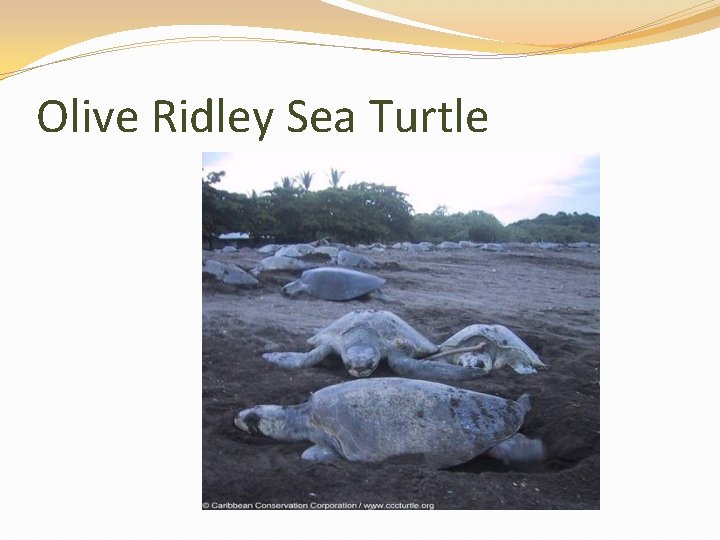 Olive Ridley Sea Turtle 