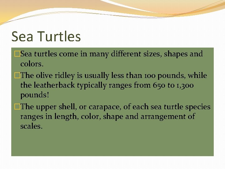 Sea Turtles �Sea turtles come in many different sizes, shapes and colors. �The olive