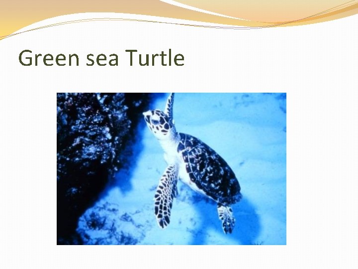 Green sea Turtle 