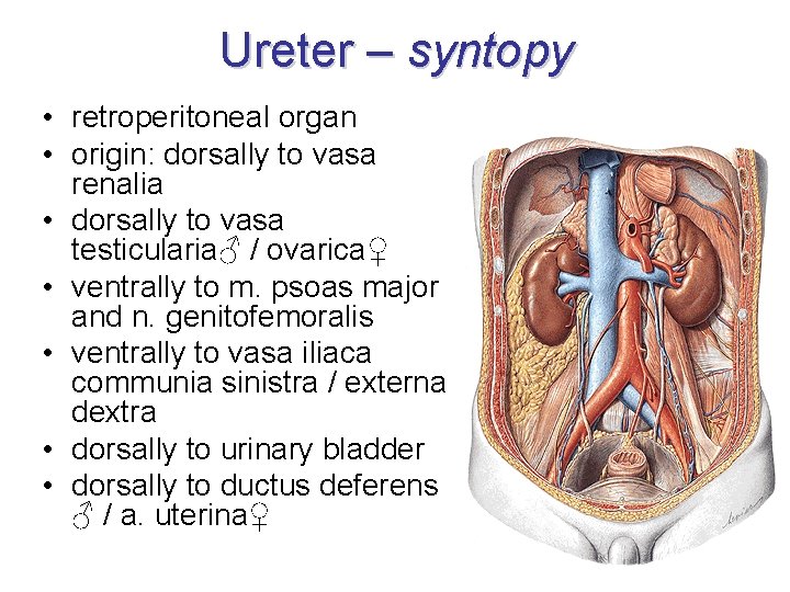 Ureter – syntopy • retroperitoneal organ • origin: dorsally to vasa renalia • dorsally