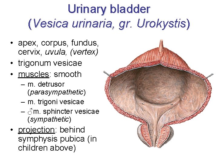 Urinary bladder (Vesica urinaria, gr. Urokystis) • apex, corpus, fundus, cervix, uvula, (vertex) •