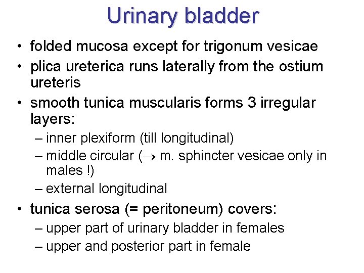 Urinary bladder • folded mucosa except for trigonum vesicae • plica ureterica runs laterally