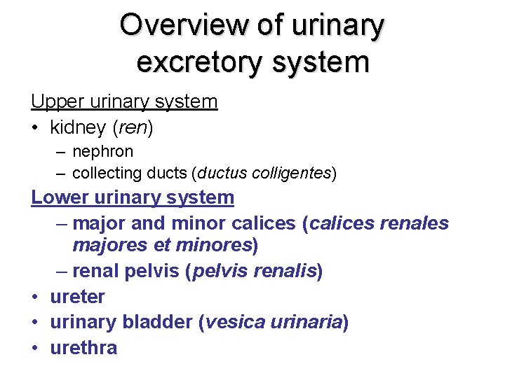 Overview of urinary excretory system Upper urinary system • kidney (ren) – nephron –