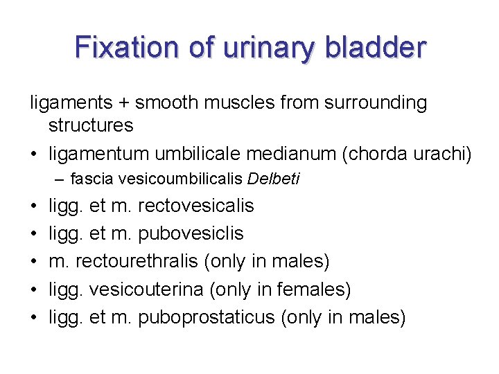 Fixation of urinary bladder ligaments + smooth muscles from surrounding structures • ligamentum umbilicale