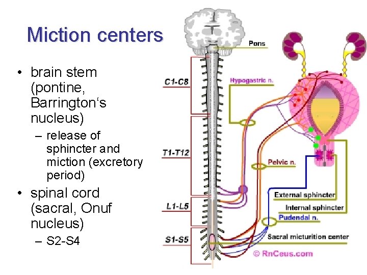 Miction centers • brain stem (pontine, Barrington‘s nucleus) – release of sphincter and miction