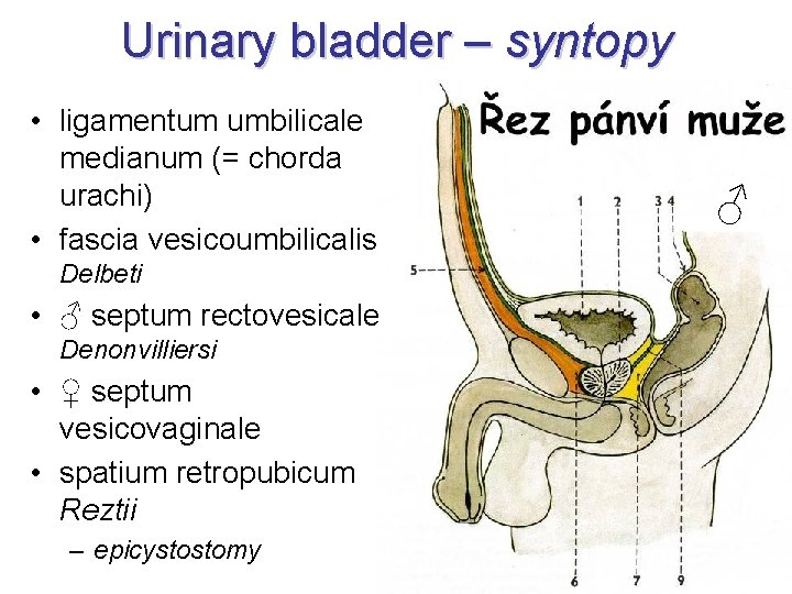 Urinary bladder – syntopy • ligamentum umbilicale medianum (= chorda urachi) • fascia vesicoumbilicalis