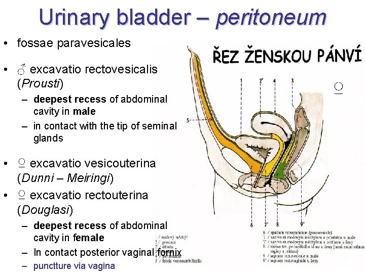 Urinary bladder – peritoneum • fossae paravesicales • ♂ excavatio rectovesicalis (Prousti) – deepest