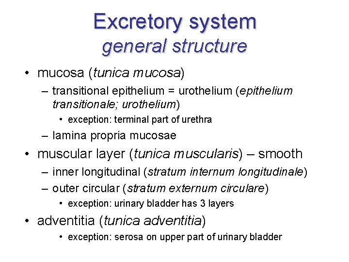 Excretory system general structure • mucosa (tunica mucosa) – transitional epithelium = urothelium (epithelium