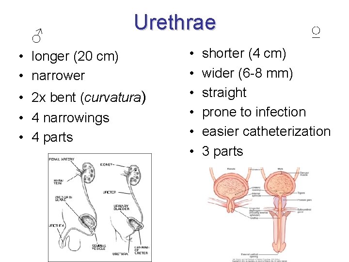 ♂ Urethrae • longer (20 cm) • narrower • 2 x bent (curvatura) •