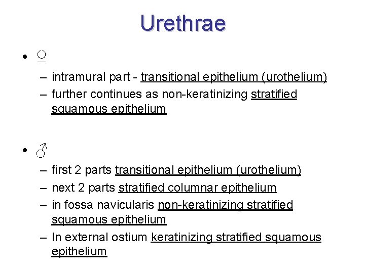 Urethrae • ♀ – intramural part - transitional epithelium (urothelium) – further continues as