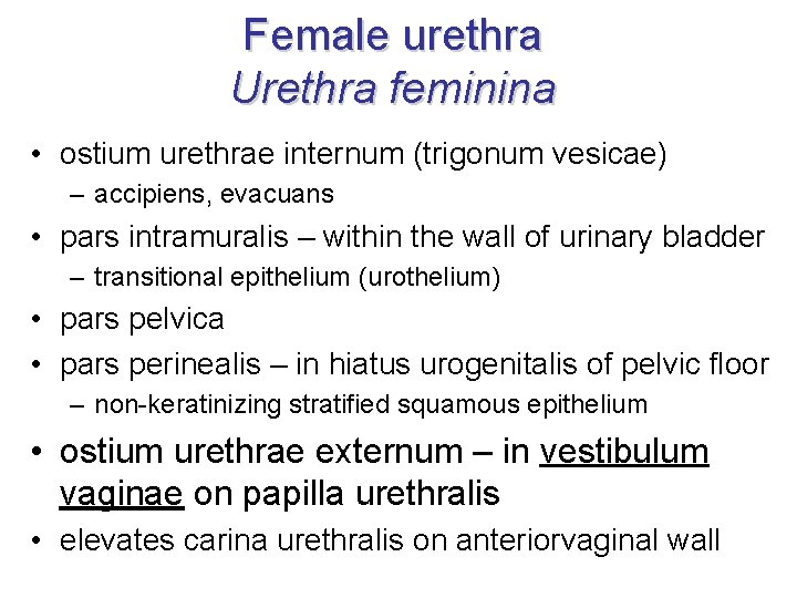 Female urethra Urethra feminina • ostium urethrae internum (trigonum vesicae) – accipiens, evacuans •