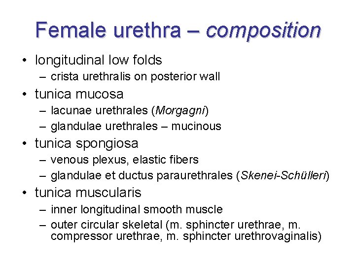 Female urethra – composition • longitudinal low folds – crista urethralis on posterior wall