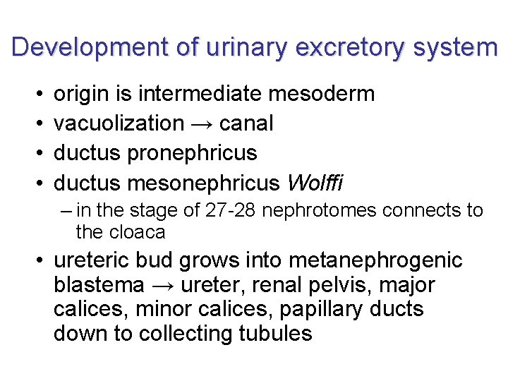 Development of urinary excretory system • • origin is intermediate mesoderm vacuolization → canal