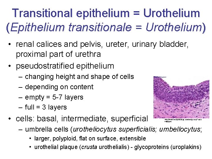 Transitional epithelium = Urothelium (Epithelium transitionale = Urothelium) • renal calices and pelvis, ureter,