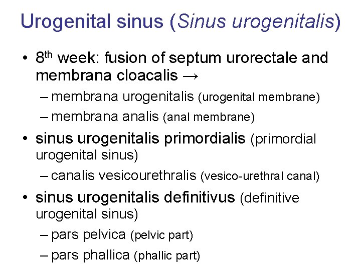 Urogenital sinus (Sinus urogenitalis) • 8 th week: fusion of septum urorectale and membrana