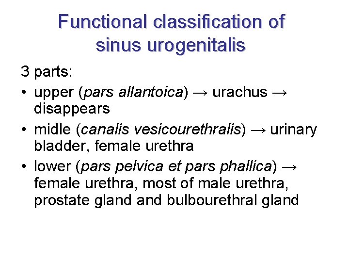 Functional classification of sinus urogenitalis 3 parts: • upper (pars allantoica) → urachus →