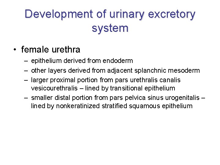 Development of urinary excretory system • female urethra – epithelium derived from endoderm –