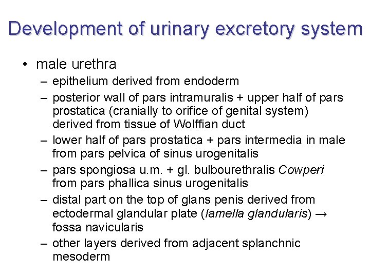 Development of urinary excretory system • male urethra – epithelium derived from endoderm –