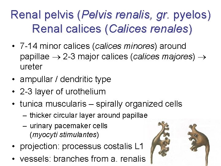 Renal pelvis (Pelvis renalis, gr. pyelos) Renal calices (Calices renales) • 7 -14 minor