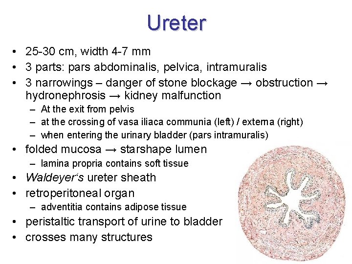 Ureter • 25 -30 cm, width 4 -7 mm • 3 parts: pars abdominalis,