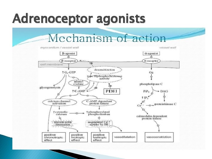 Adrenoceptor agonists 