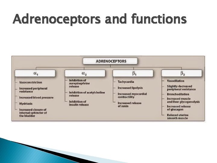 Adrenoceptors and functions 