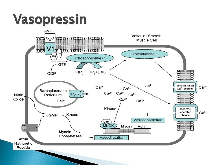 Vasopressin 