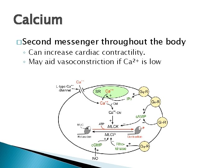 Calcium � Second messenger throughout the body ◦ Can increase cardiac contractility. ◦ May