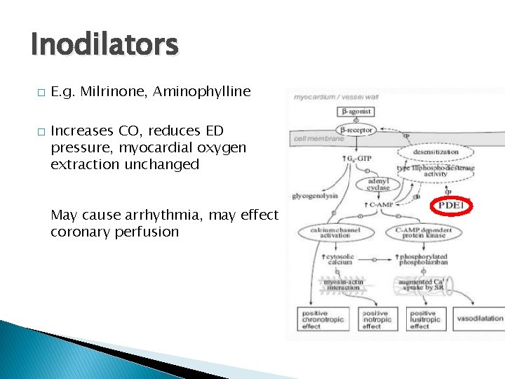 Inodilators � � E. g. Milrinone, Aminophylline Increases CO, reduces ED pressure, myocardial oxygen