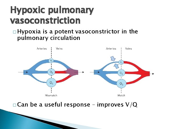 Hypoxic pulmonary vasoconstriction � Hypoxia is a potent vasoconstrictor in the pulmonary circulation �