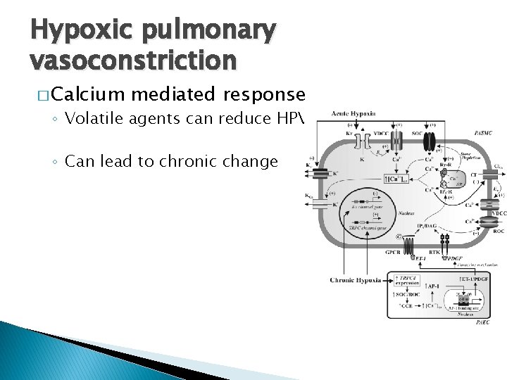 Hypoxic pulmonary vasoconstriction � Calcium mediated response ◦ Volatile agents can reduce HPV ◦