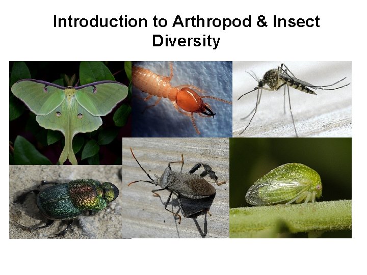 Introduction to Arthropod & Insect Diversity 